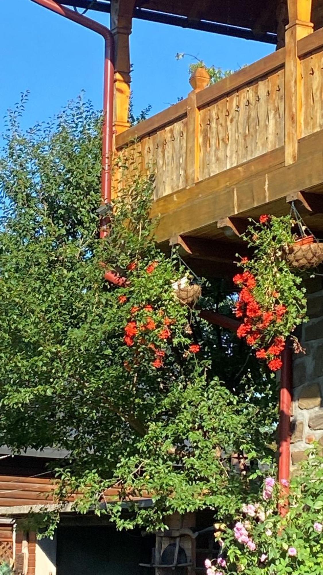 Pensiune Pastravarie La Pintea Haiducu Deseşti Buitenkant foto